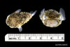 Juvenile Chilomycterus shoepfii, striped burrfish, SEAMAP collections